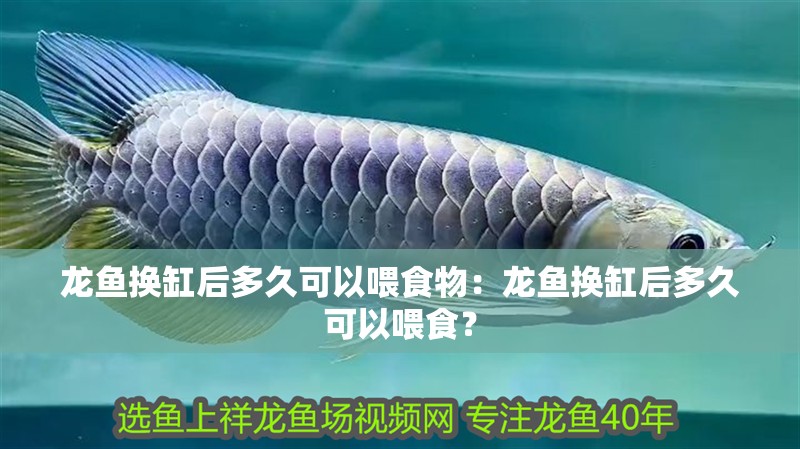 龍魚換缸后多久可以喂食物：龍魚換缸后多久可以喂食？