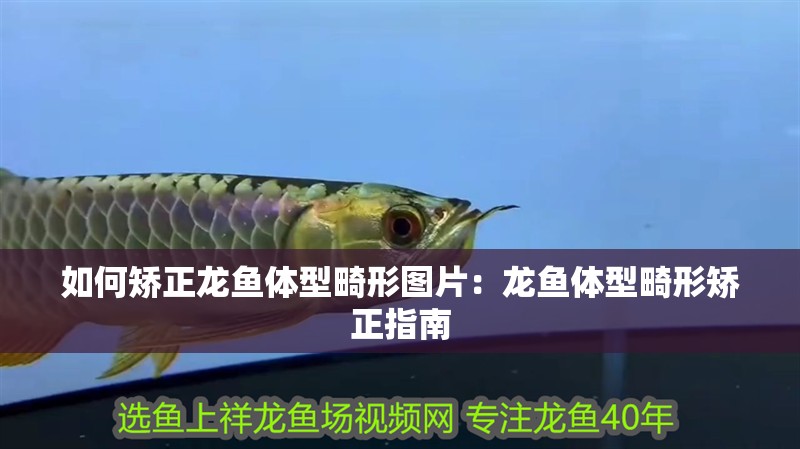 如何矯正龍魚體型畸形圖片：龍魚體型畸形矯正指南