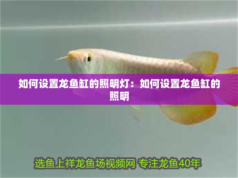 如何設置龍魚缸的照明燈：如何設置龍魚缸的照明