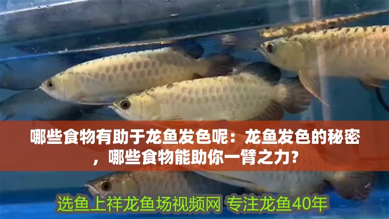 哪些食物有助于龍魚發(fā)色呢：龍魚發(fā)色的秘密，哪些食物能助你一臂之力？