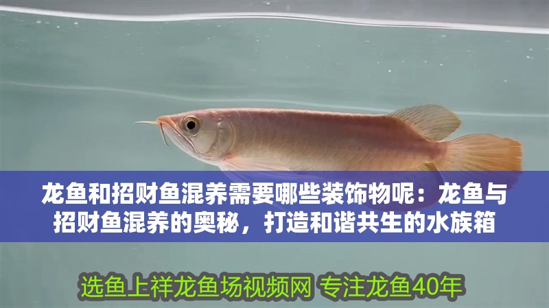 龍魚和招財(cái)魚混養(yǎng)需要哪些裝飾物呢：龍魚與招財(cái)魚混養(yǎng)的奧秘，打造和諧共生的水族箱