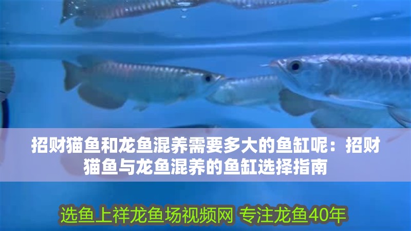 招財貓魚和龍魚混養需要多大的魚缸呢：招財貓魚與龍魚混養的魚缸選擇指南