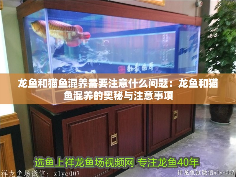 龍魚和貓魚混養需要注意什么問題：龍魚和貓魚混養的奧秘與注意事項