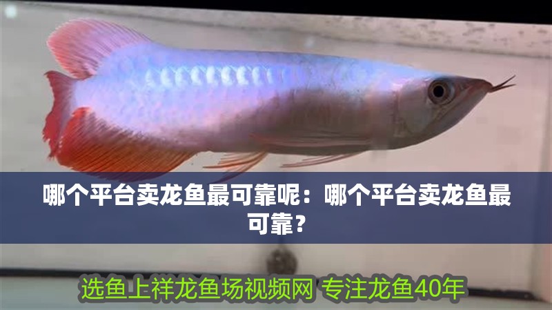 哪個平臺賣龍魚最可靠呢：哪個平臺賣龍魚最可靠？