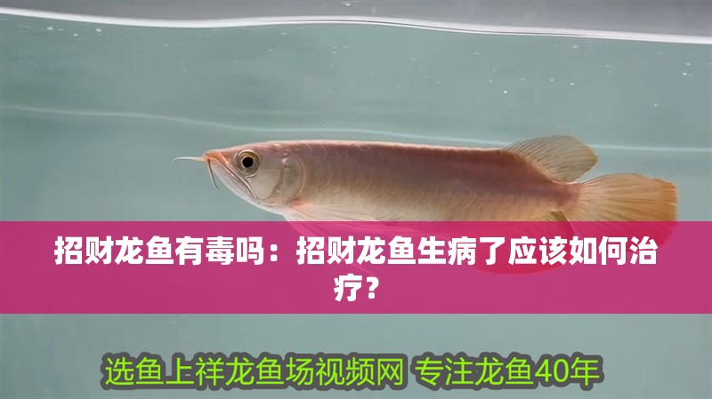 招財龍魚有毒嗎：招財龍魚生病了應該如何治療？