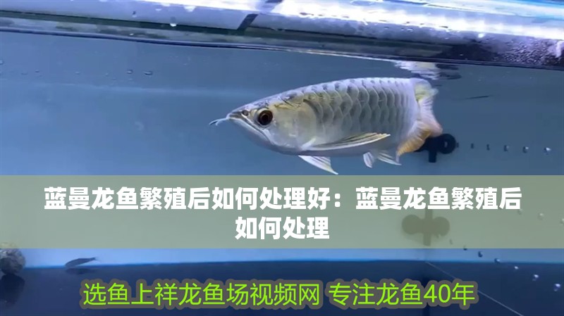 藍曼龍魚繁殖后如何處理好：藍曼龍魚繁殖后如何處理