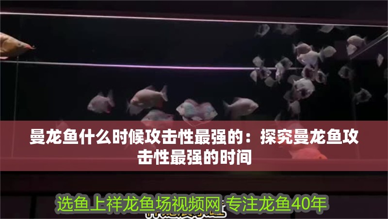 曼龍魚什么時候攻擊性最強的：探究曼龍魚攻擊性最強的時間