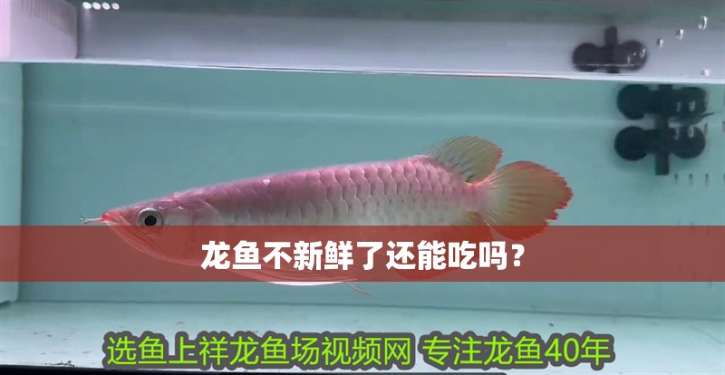 龍魚不新鮮了還能吃嗎？