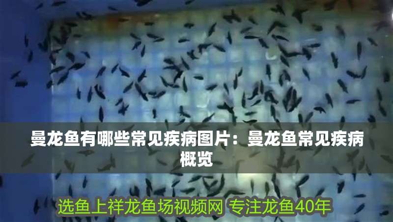 曼龍魚有哪些常見疾病圖片：曼龍魚常見疾病概覽