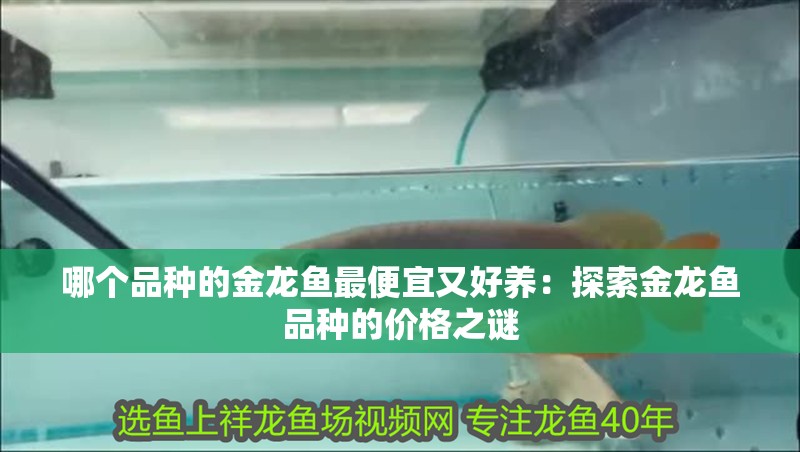 哪個品種的金龍魚最便宜又好養：探索金龍魚品種的價格之謎