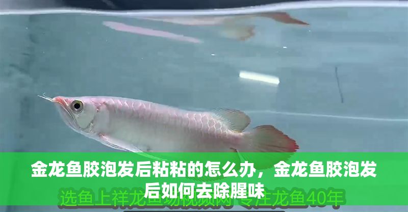 金龍魚膠泡發后粘粘的怎么辦，金龍魚膠泡發后如何去除腥味