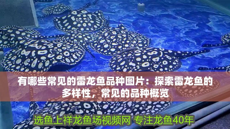 有哪些常見的雷龍魚品種圖片：探索雷龍魚的多樣性，常見的品種概覽