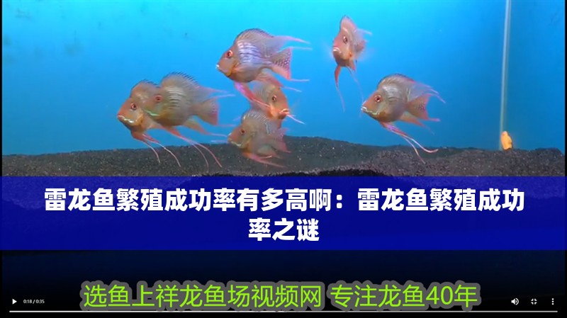 雷龍魚繁殖成功率有多高啊：雷龍魚繁殖成功率之謎