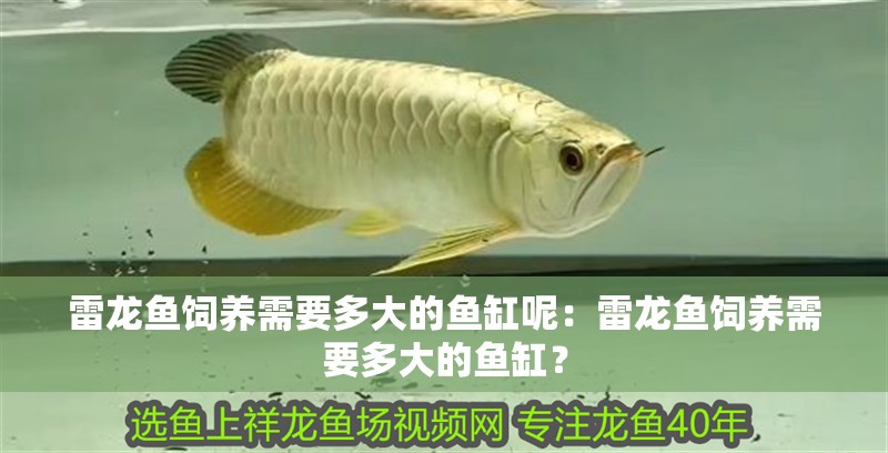 雷龍魚飼養(yǎng)需要多大的魚缸呢：雷龍魚飼養(yǎng)需要多大的魚缸？