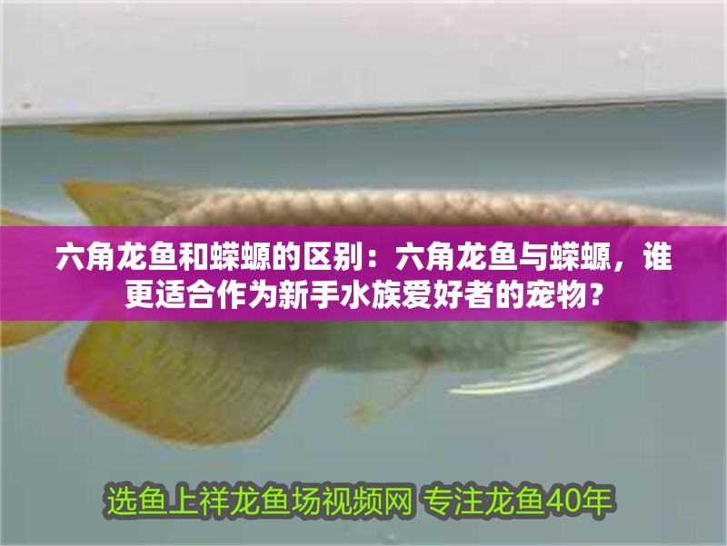 六角龍魚和蠑螈的區別：六角龍魚與蠑螈，誰更適合作為新手水族愛好者的寵物？