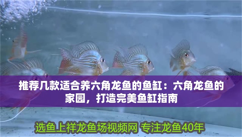 推薦幾款適合養六角龍魚的魚缸：六角龍魚的家園，打造完美魚缸指南