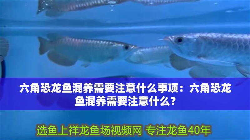 六角恐龍魚混養需要注意什么事項：六角恐龍魚混養需要注意什么？