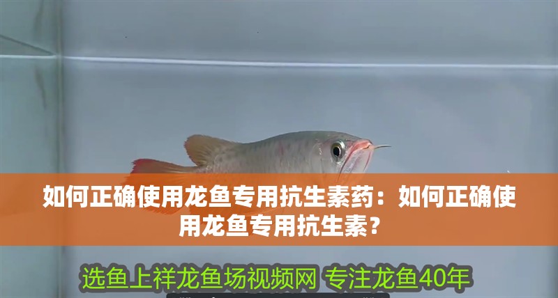 如何正確使用龍魚專用抗生素藥：如何正確使用龍魚專用抗生素？
