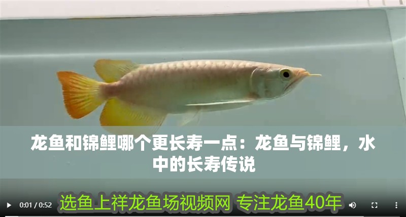 龍魚和錦鯉哪個更長壽一點：龍魚與錦鯉，水中的長壽傳說