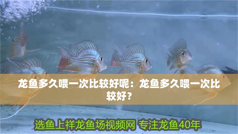 龍魚多久喂一次比較好呢：龍魚多久喂一次比較好？