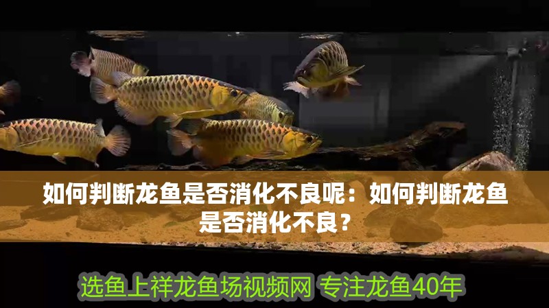 如何判斷龍魚是否消化不良呢：如何判斷龍魚是否消化不良？