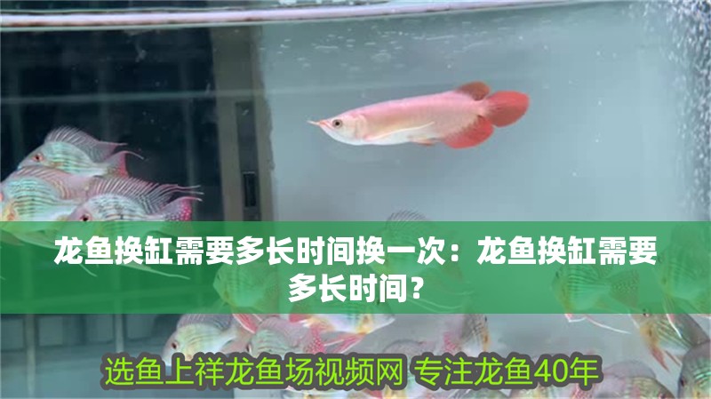 龍魚換缸需要多長時間換一次：龍魚換缸需要多長時間？