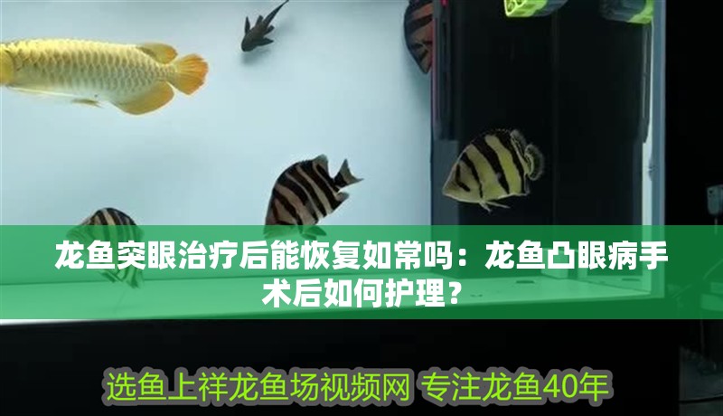 龍魚突眼治療后能恢復如常嗎：龍魚凸眼病手術后如何護理？