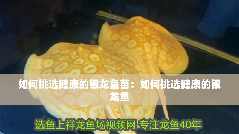 如何挑選健康的銀龍魚苗：如何挑選健康的銀龍魚