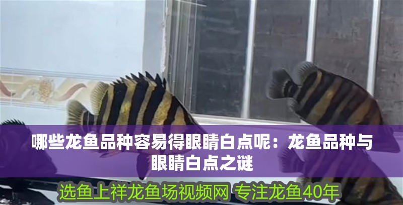 哪些龍魚(yú)品種容易得眼睛白點(diǎn)呢：龍魚(yú)品種與眼睛白點(diǎn)之謎