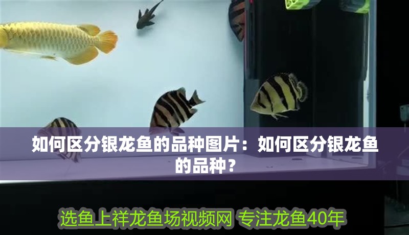 如何區(qū)分銀龍魚的品種圖片：如何區(qū)分銀龍魚的品種？