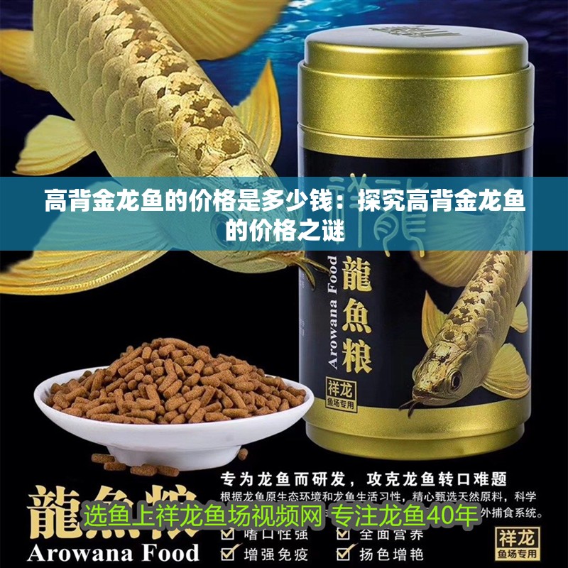 高背金龍魚的價格是多少錢：探究高背金龍魚的價格之謎