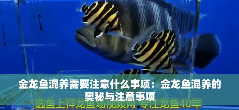 金龍魚混養(yǎng)需要注意什么事項(xiàng)：金龍魚混養(yǎng)的奧秘與注意事項(xiàng)