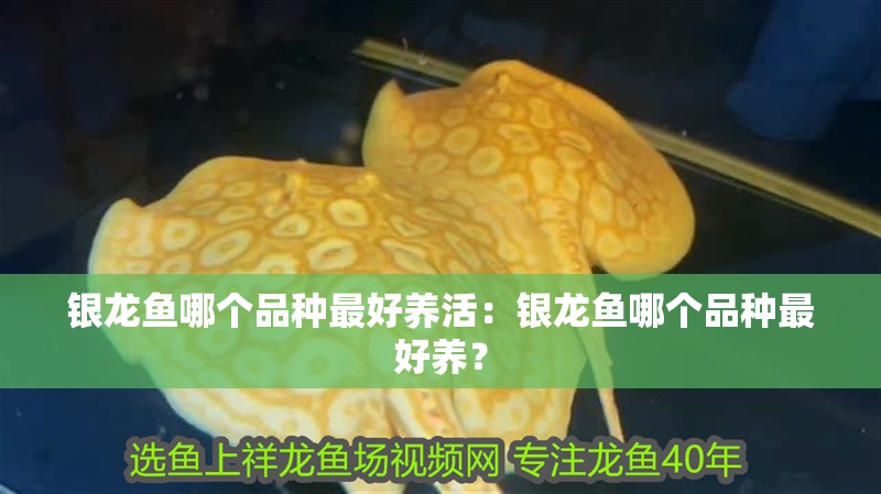 銀龍魚哪個品種最好養活：銀龍魚哪個品種最好養？