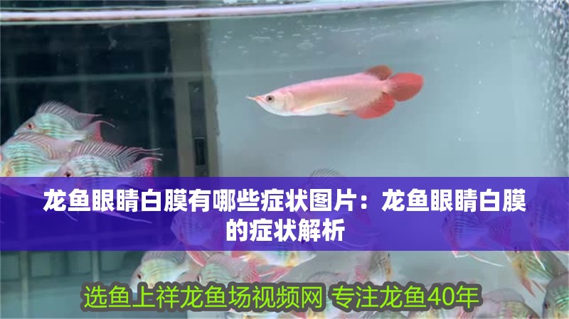 龍魚眼睛白膜有哪些癥狀圖片：龍魚眼睛白膜的癥狀解析