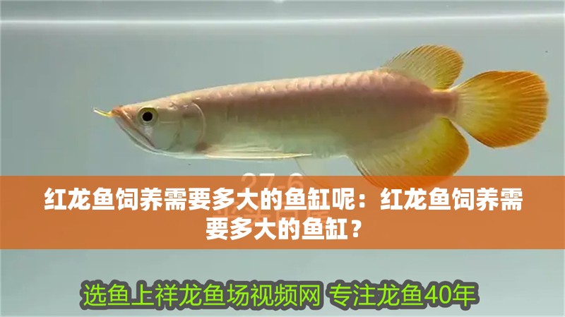 紅龍魚飼養需要多大的魚缸呢：紅龍魚飼養需要多大的魚缸？