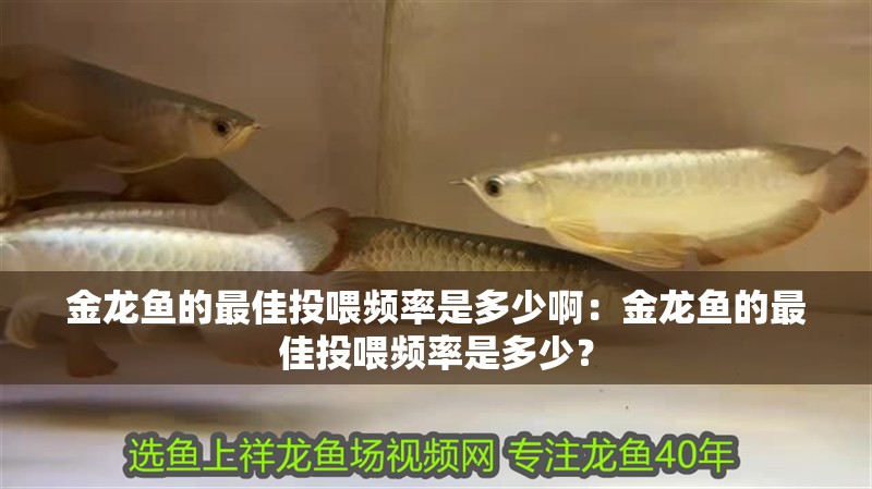 金龍魚的最佳投喂頻率是多少啊：金龍魚的最佳投喂頻率是多少？ 金龍魚的最佳投喂頻率是多少啊：金龍魚的最佳投喂頻率是多少？ 水族問答