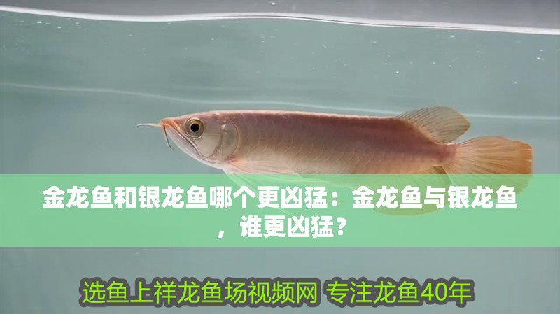 金龍魚和銀龍魚哪個更兇猛：金龍魚與銀龍魚，誰更兇猛？