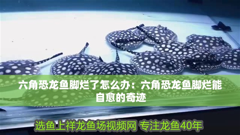 六角恐龍魚腳爛了怎么辦：六角恐龍魚腳爛能自愈的奇跡