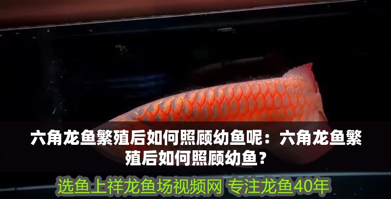 六角龍魚繁殖后如何照顧幼魚呢：六角龍魚繁殖后如何照顧幼魚？