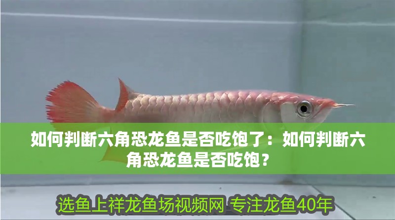 如何判斷六角恐龍魚是否吃飽了：如何判斷六角恐龍魚是否吃飽？