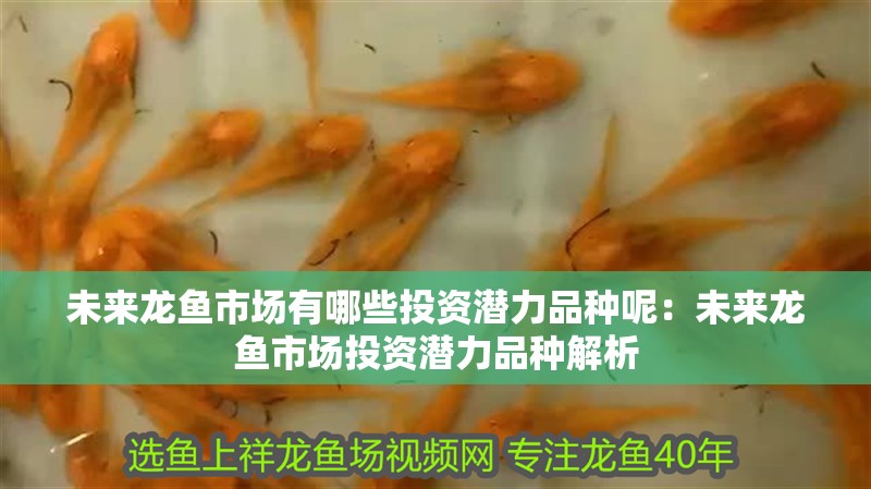 未來龍魚市場有哪些投資潛力品種呢：未來龍魚市場投資潛力品種解析