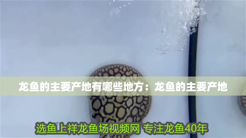 龍魚的主要產(chǎn)地有哪些地方：龍魚的主要產(chǎn)地