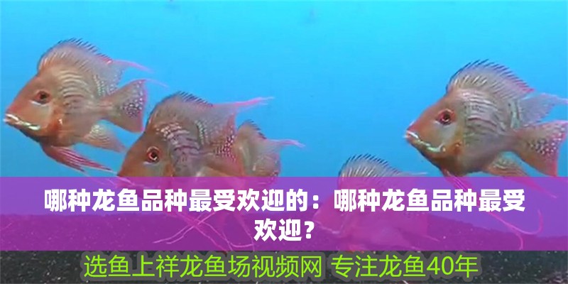 哪種龍魚品種最受歡迎的：哪種龍魚品種最受歡迎？