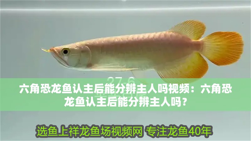 六角恐龍魚認(rèn)主后能分辨主人嗎視頻：六角恐龍魚認(rèn)主后能分辨主人嗎？