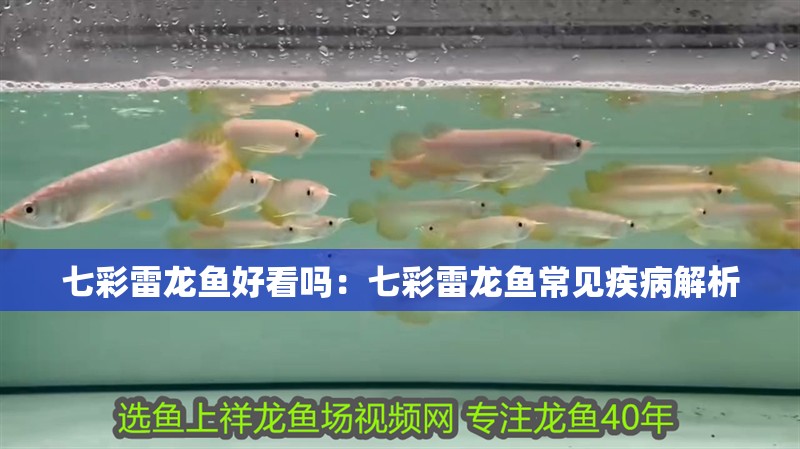 七彩雷龍魚好看嗎：七彩雷龍魚常見疾病解析