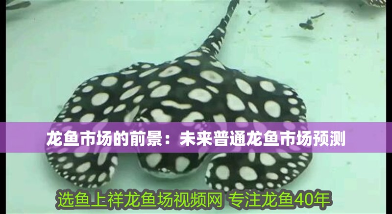 龍魚市場的前景：未來普通龍魚市場預測