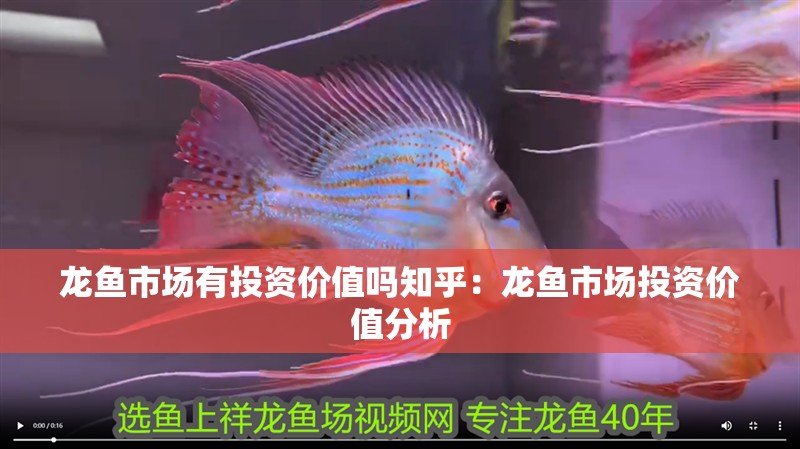 龍魚(yú)市場(chǎng)有投資價(jià)值嗎知乎：龍魚(yú)市場(chǎng)投資價(jià)值分析