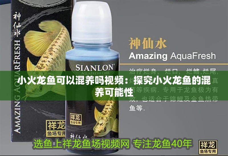 小火龍魚可以混養(yǎng)嗎視頻：探究小火龍魚的混養(yǎng)可能性