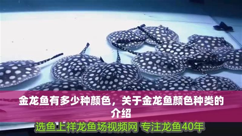 金龍魚有多少種顏色，關于金龍魚顏色種類的介紹
