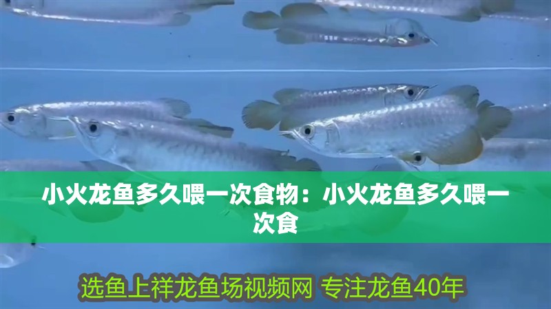 小火龍魚多久喂一次食物：小火龍魚多久喂一次食 小火龍魚多久喂一次食物：小火龍魚多久喂一次食 水族問答